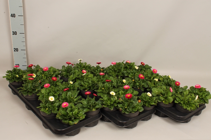 <h4>Bellis perennis Gemengd in kist</h4>