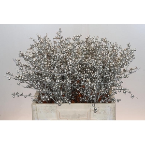 Ilex Painted Platinum