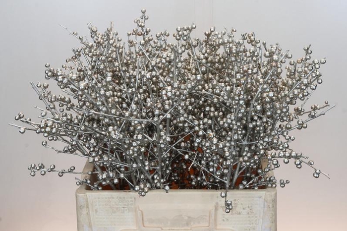 <h4>Ilex Painted Platinum</h4>