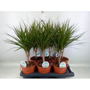 Dracaena marg.