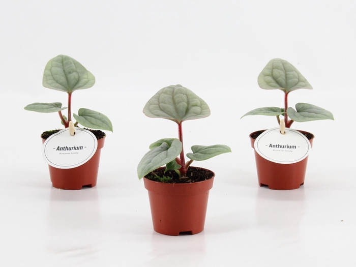 <h4>Anthurium blad</h4>