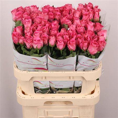 <h4>R Gr Watergame</h4>