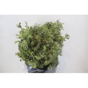 Jenever Berry 300gr P Bunch