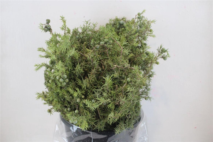 <h4>Jenever Berry 300gr P Bunch</h4>