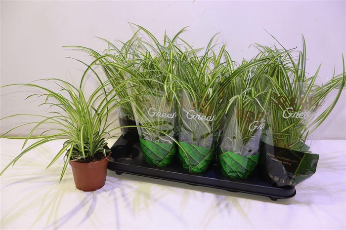 <h4>Chlor Com Atlantic</h4>