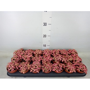 Fittonia  'Mosaic Pink Forest Flam'