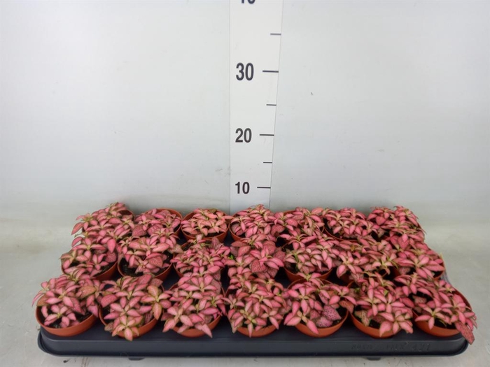 <h4>Fittonia  'Mosaic Pink Forest Flam'</h4>