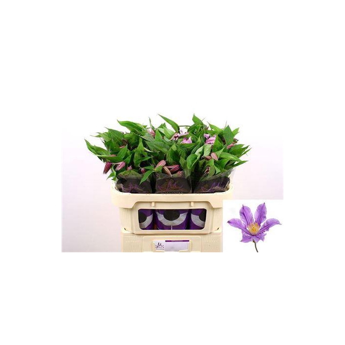 <h4>Clem Amazing London</h4>