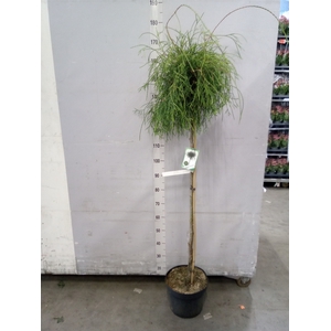 Thuja occid.