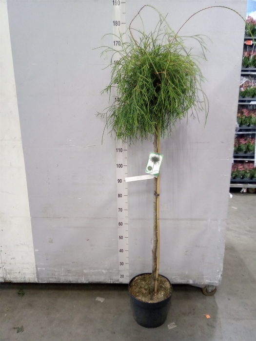 <h4>Thuja occid.</h4>