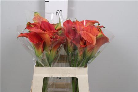 <h4>Zant Sunset Passion</h4>