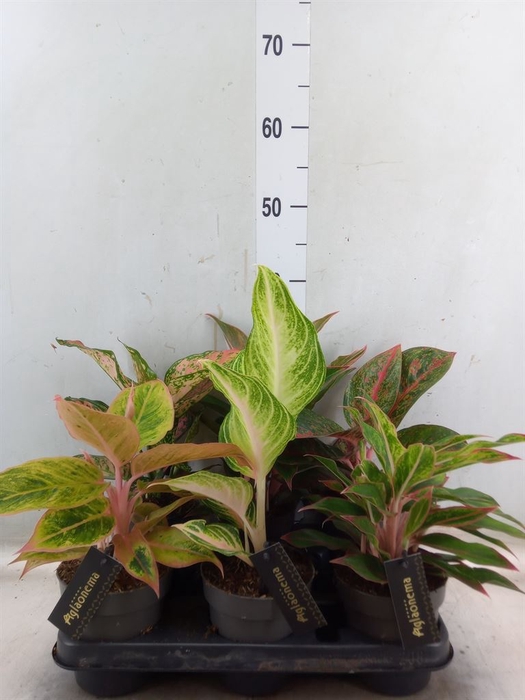 <h4>Aglaonema   ...</h4>