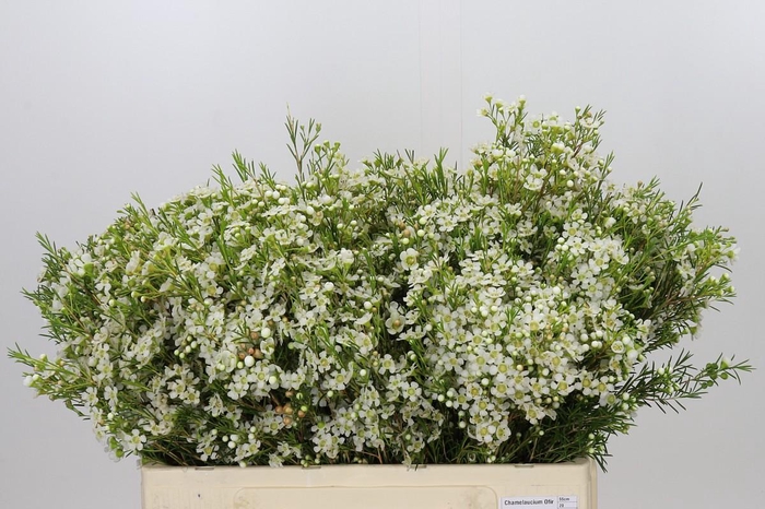 <h4>Chamelaucium Ofir</h4>