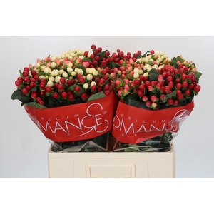 Hypericum Rainbow Romance