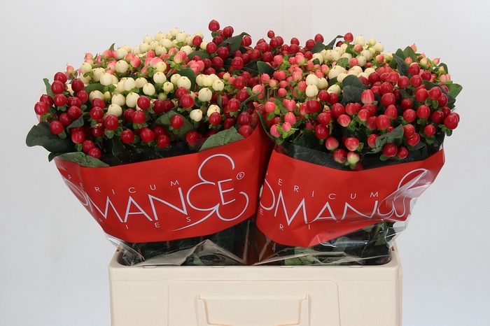 Hypericum Rainbow Romance