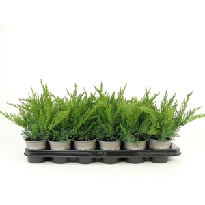 Juniperus sabina Tamariscifolia