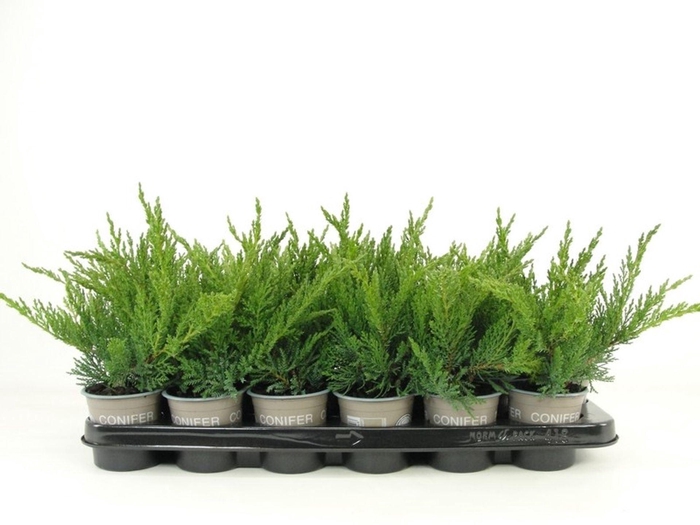 <h4>Juniperus sabina Tamariscifolia</h4>