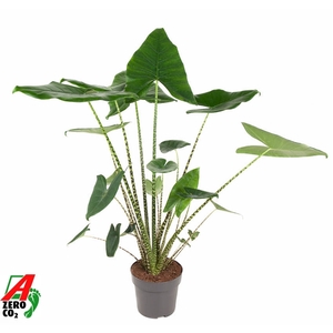 Alocasia Zebrina (NO GAP)
