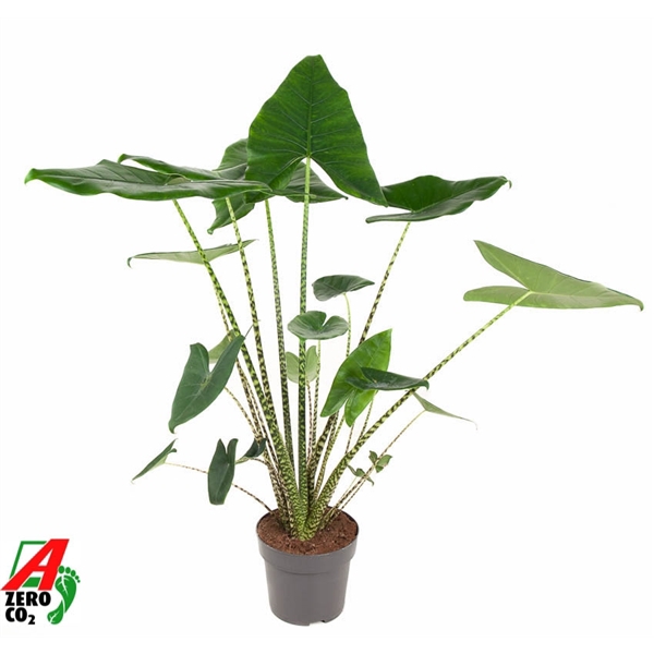 <h4>Alocasia Zebrina (NO GAP)</h4>