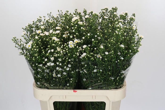 <h4>Aster Paquita</h4>