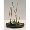 Bonsai