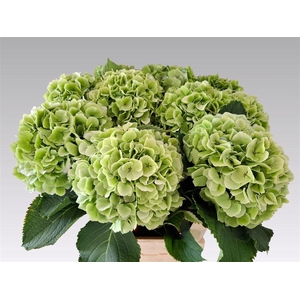 Hydr M Ch Verena Bl Cl