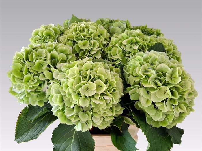 <h4>Hydr M Ch Verena Bl Cl</h4>