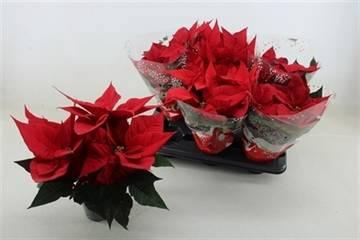 <h4>EUPHOR P CHR UNIVERS</h4>