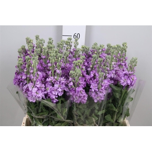 Matth Figaro Lavende