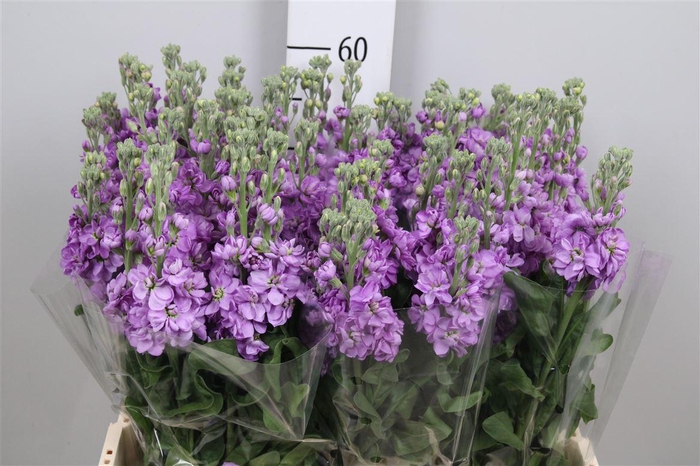 <h4>Matth Figaro Lavende</h4>