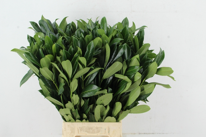 <h4>LAURIERBLAD</h4>