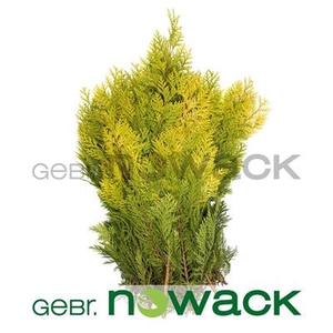 CONIFEER GEEL KORT P.BS -Nowack