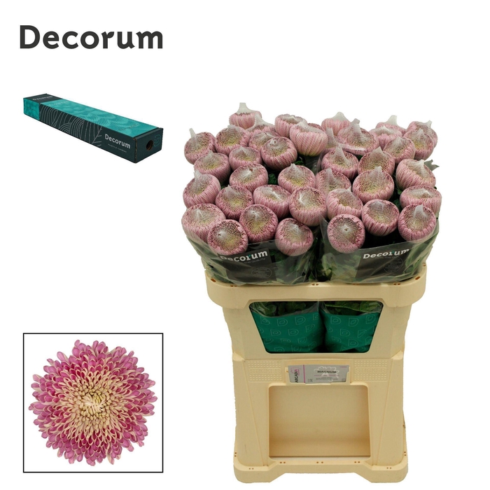 <h4>Chrysanthemum PL 'Couture'</h4>