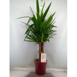 Yucca elephantipes   ...
