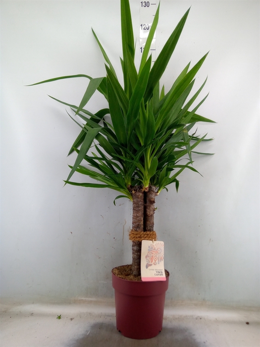 <h4>Yucca elephantipes   ...</h4>