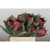 Protea Barbigera Ruby Princess Air