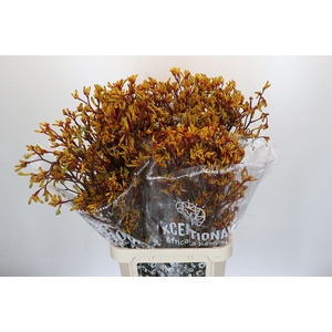 Kangaroo Paw Gold Fever