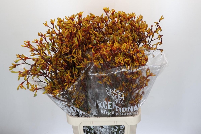 <h4>Kangaroo Paw Gold Fever</h4>