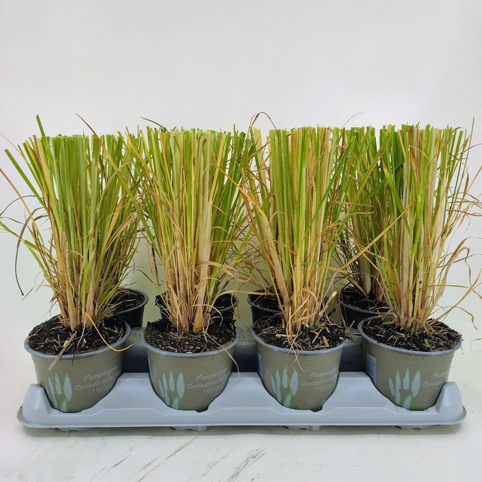 <h4>CORTA SELLOANA</h4>