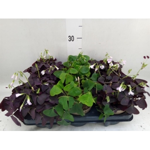 Oxalis   ...