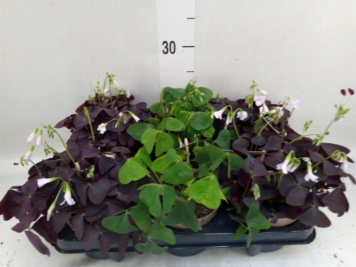 <h4>Oxalis   ...</h4>