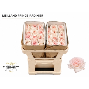 Rosa Meilland Prince Jardinier