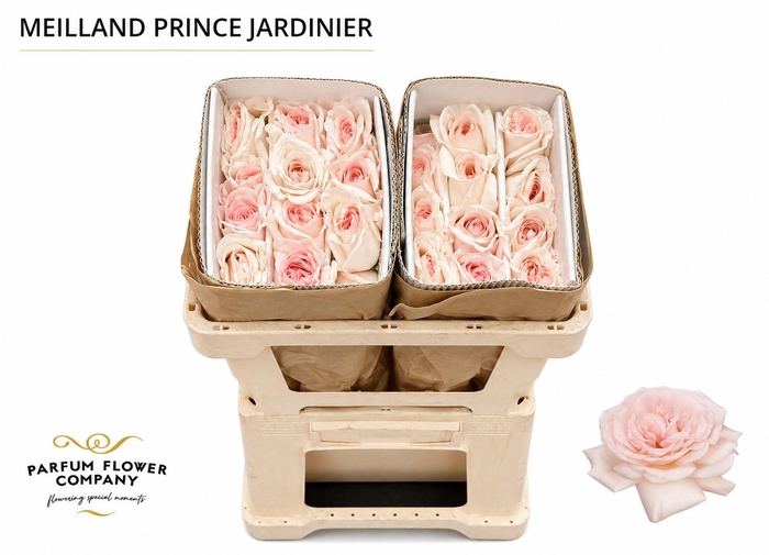 <h4>Rosa Meilland Prince Jardinier</h4>