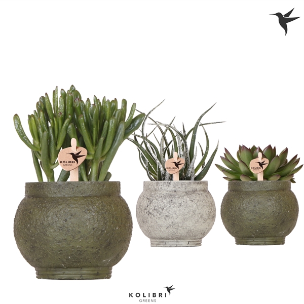 <h4>Kolibri Greens Succulenten mix in Ancient pot green mix</h4>