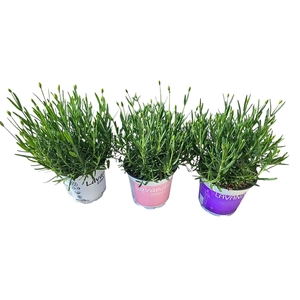 Lavdendel Mix 3 Kleuren per laag