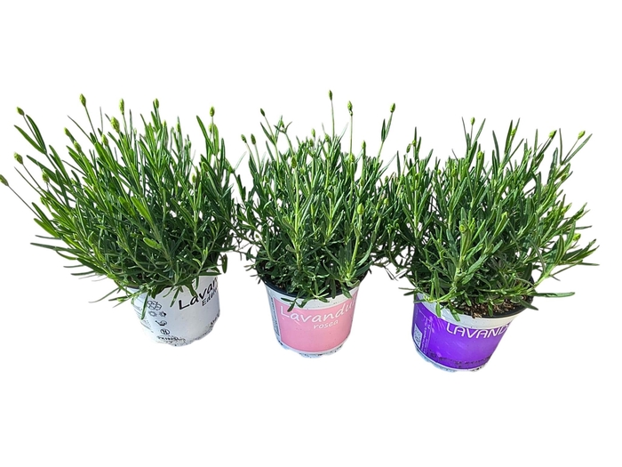 <h4>Lavdendel Mix 3 Kleuren per laag</h4>