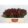 Leucadendron Saf Sunset Dark Red