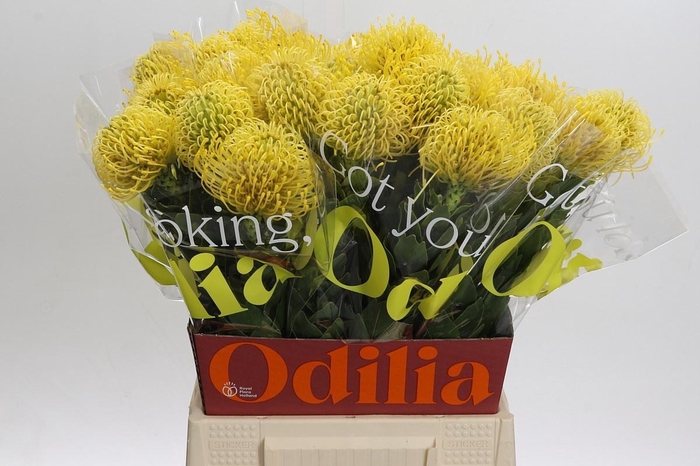 <h4>LEUCO CO HIGH GOLD</h4>