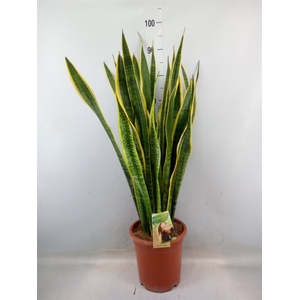 Sansevieria trifa. 'Laurentii'