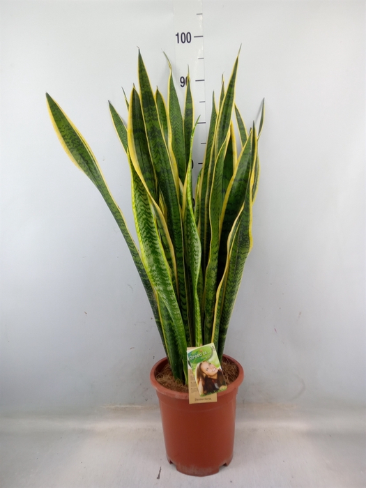 <h4>Sansevieria trifa. 'Laurentii'</h4>